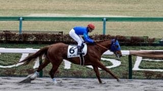 【根岸S予想オッズ】レモンポップが予想1番人気