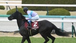 【シルクロードS予想オッズ】ナムラクレアが予想1番人気