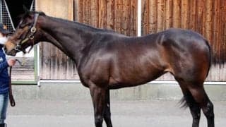 【JRA新馬戦】シーザリオの仔テンペストが仕切り直しのデビュー