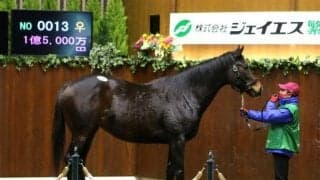 空前の売却率と売り上げ記録 見応えあった冬季繁殖馬セール