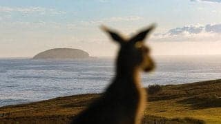 NIKEがPUMAに続きカンガルーレザーの使用中止を発表