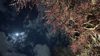 第808回 最後の春を迎え 執筆者・木村彩香