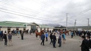 JRA育成馬59頭がお披露目 日高育成牧場で展示会