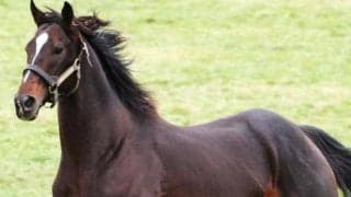 キタサンブラック産駒の意外な好走パターン ダートや1200mでも買える条件とは