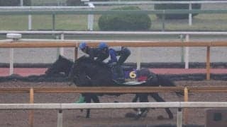 ジャスティンパレス、天皇賞(春)1週前追い切り速報/栗東トレセンニュース