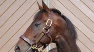 最高価格は2970万円で2頭 新種牡馬産駒多数登場のJRAブリーズアップセールが開催