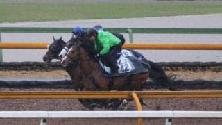 カルロヴェローチェ、NHKマイルC1週前追い切り速報/栗東トレセンニュース