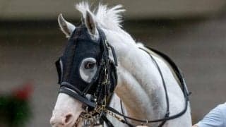 レッドランメルトVSハヤヤッコ 新潟大賞典で同厩紅白対決！