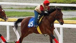 12日船橋競馬場で千葉サラブレッドセールが開催 伊1000ギニー馬の仔が最高価格