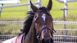 【オークス】出走馬の賞金一覧とボーダーライン 収得賞金400万円の馬で1/4抽選に