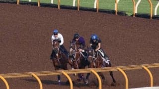 ファントムシーフ、日本ダービー1週前追い切り速報/栗東トレセンニュース