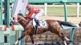 コルニリアが装鞍所で外傷性鼻出血を発症し除外など 21日の出来事一覧/新潟・東京・京都