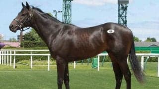 最高価格馬は「ピサノプリヴェの2021」2420万円 札幌競馬場でトレーニングセール2023