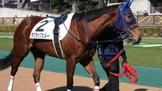 東京4R出走のラブラックヒルーが予後不良に 左大腿骨々折を発症