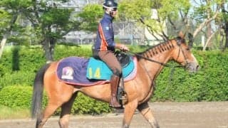 チェルヴィニアが今週末初陣 半兄にダービー5着ノッキングポイント/関東馬メイクデビュー情報