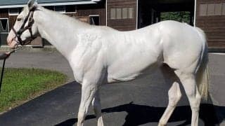 白毛馬アマンテビアンコは17日デビューへ順調 鞍上はC.ルメール騎手