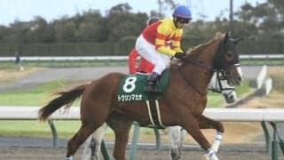 トウシンマカオやキミワクイーンなど 函館スプリントS出走想定馬18頭