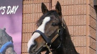 【今日の注目ポイント】宝塚記念前哨戦の鳴尾記念 新種牡馬ブリックスアンドモルタル産駒デビューなど