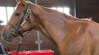 【東京6R予想】初戦向き血統のアルーリングタイムが良血撃破だ