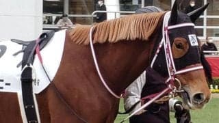 【東京8R予想】距離短縮はプラス 前走7着からの巻き返しに期待