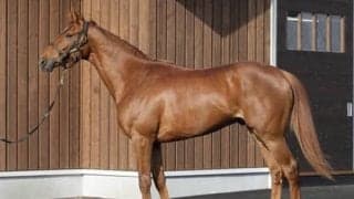 矢作厩舎期待の大物ドゥマイシング「入厩した時からすでに仕上がっていた」とスタッフも絶賛