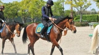 セレクトセールで4億9500万円 ダノンエアズロックはレーン騎手も認める素質馬/関東馬メイクデビュー情報