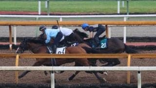 函館2歳S覇者ブトンドールの半弟 軽快な動きを見せるフェンダー/関西馬メイクデビュー情報