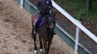 ジェラルディーナなど、先週の入厩情報/栗東トレセンニュース