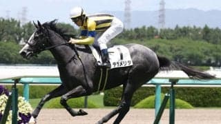 【新馬/阪神5R】新馬戦1番星はテラメリタ…ブリックスアンドモルタル産駒