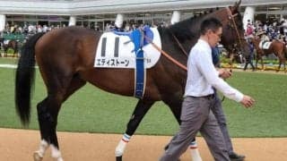 【日曜東京3R】好馬体のエディストーン 2戦目できっちり決める