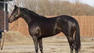 落札額２億円超えの大物ラケダイモーン「血統的にクラシックに乗せないといけない馬」