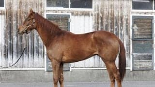 両親共にGIウイナーの億超えホース 2回福島開催でデビューへ