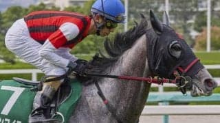 レース史上初の連覇なるか 阪神大賞典3連覇ゴールドシップの娘が偉業に挑戦