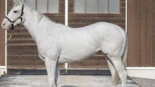 【JRA新馬戦】ソダシの近親にあたる白毛馬アマンテビアンコなどがデビュー