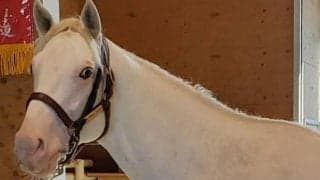 今週デビューの白毛馬 ユキチャン×ストームキャット系は初戦から期待大！