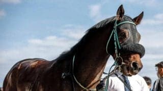 【ユニコーンS枠順確定】ペリエールは2枠3番、ブライアンセンスは7枠13番