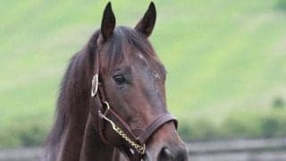 ファストフォースがアロースタッド到着 24年シーズンから種牡馬生活に