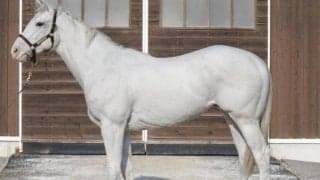 【今日の注目ポイント】米子Sでジャスティンスカイが巻き返しを期す 白毛馬アマンテビアンコがデビューなど