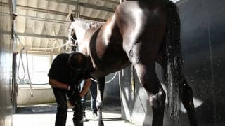 【装蹄師・西内荘コラム】香港ヴァーズで落鉄したステイゴールド