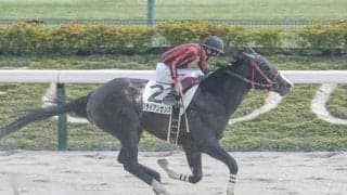 【今日の注目ポイント】東京で3歳ダート重賞ユニコーンS、阪神で牝馬のハンデ重賞マーメイドS