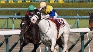 【先週のJRA抹消馬】白毛の9歳馬シロニイ、ダート中長距離で活躍したデルマルーヴルなどが抹消