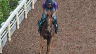 エヴァンスウィートなど、先週の入厩情報/栗東トレセンニュース