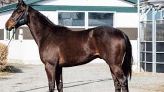 【JRA新馬戦】エエヤンの半弟エコロライジンなどがデビュー