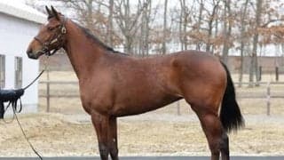 ナミュール、ラヴェルの妹で「安定した血統」アルセナールに対する陣営の評価はいかに