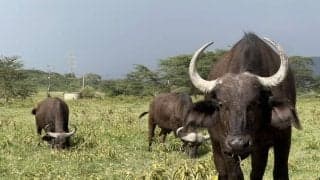 アフリカでトヨタが圧勝！　けいこのホゲホゲWRC＠サファリ日記