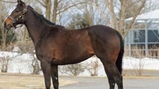 【JRA新馬戦】ナックビーナスの全妹マースフルガールなどがデビュー