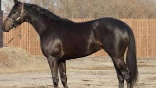 セレクト2億4000万ホースが7月9日に初陣 半兄にGI馬ステルヴィオ