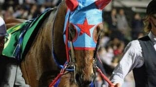 【プロキオンS想定馬・騎手】タガノビューティー、シャマルなど21頭