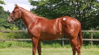 八戸市場が開催 最高価格はショウリダバンザイの2022で1375万円