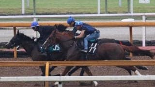 ユティタム、JDD追い切り速報/栗東トレセンニュース